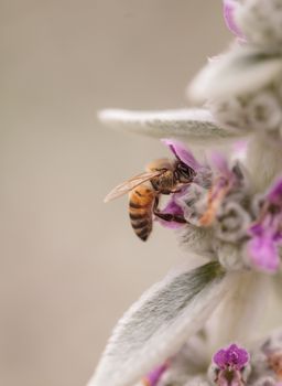 Honeybee, Apis mellifera, gathers pollen on a flower in spring in Southern California, United States.
