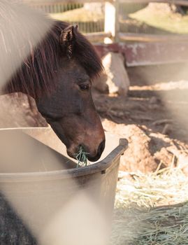 Brown Icelandic horse eats hay outside of a barn at a farm in California, United States in summer.