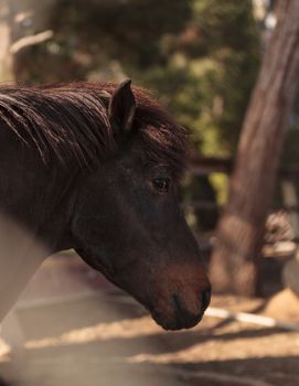 Brown Icelandic horse eats hay outside of a barn at a farm in California, United States in summer.