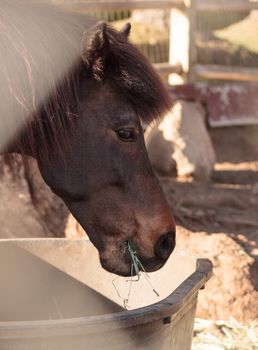 Brown Icelandic horse eats hay outside of a barn at a farm in California, United States in summer.