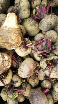 Raw organic radishes for a healthy diet