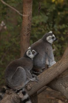 Lemur, Lemuroidea, is endemic to in Madagascar and can be found climbing in trees.