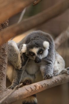 Lemur, Lemuroidea, is endemic to in Madagascar and can be found climbing in trees.