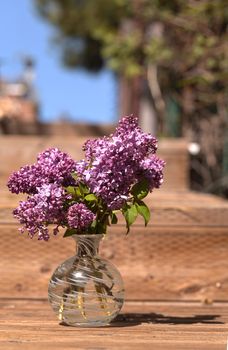 The common lilac plant, Syringa vulgaris, comes in the form of a shrub or a small tree.