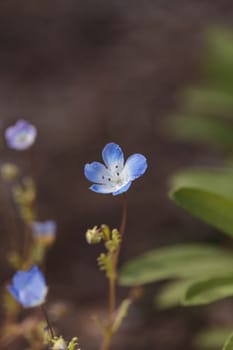 Blue Nemophila Baby Blue Eyes flower Nemophila menziesii blooms on a blurred bokeh green background in spring in a botanical garden.