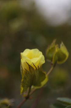 Tree cotton, Gossypium barbadense, in bloom with yellow flowers in spring