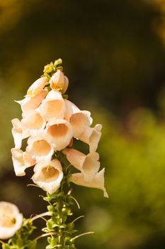 foxglove flower, Digitalis purpurea, blooms in a botanical garden in spring.