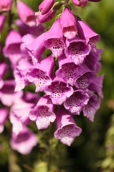 foxglove flower, Digitalis purpurea, blooms in a botanical garden in spring.