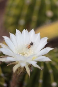 Honeybee, Apis mellifera, gathers pollen on a flower in Southern California, United States.