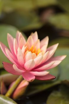 Pink water lily flower on top of a koi pond in Southern California