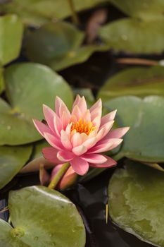 Pink water lily flower on top of a koi pond in Southern California