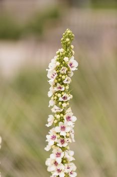 White and red nettle leaved Mullein, Verbascum chaixii, Album flower blooms in a California botanical garden in spring.