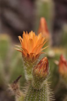 orange flower blooms on a Lobivia huascha andalgala cactus in a desert in Argentina