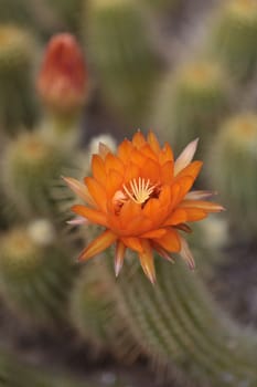orange flower blooms on a Lobivia huascha andalgala cactus in a desert in Argentina
