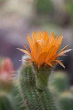 orange flower blooms on a Lobivia huascha andalgala cactus in a desert in Argentina