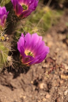 Hot pink flowers with a green stamen found on Ferocactus emoryi blooms on a cactus in Arizona.