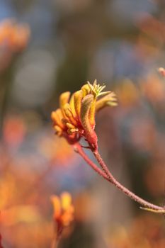 Yellow, orange and red Tall Kangaroo Paws flowers Anigozanthos flavidus blooms in a botanical garden in Australia