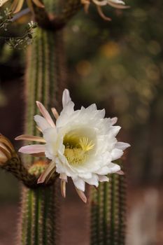 White Trichocereus spachianus cactus flower blooms on a cactus in Arizona.