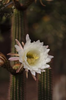 White Trichocereus spachianus cactus flower blooms on a cactus in Arizona.