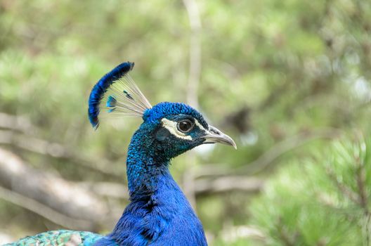 The peacock in the foreground shows the vivid colors of the feathers.