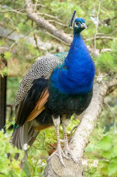 The peacock in the foreground shows the vivid colors of the feathers.