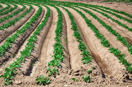 Green crop in a row