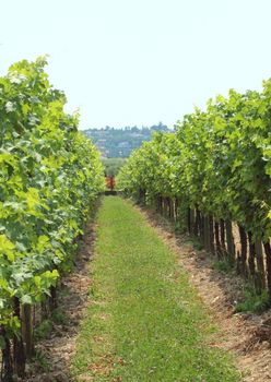 Passage between two rows of wine stock at vineyard