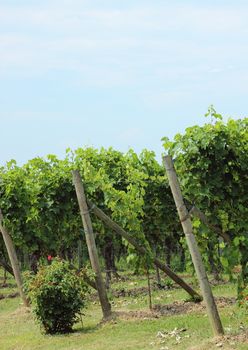 End of rows of wine stock at vineyard in Italy