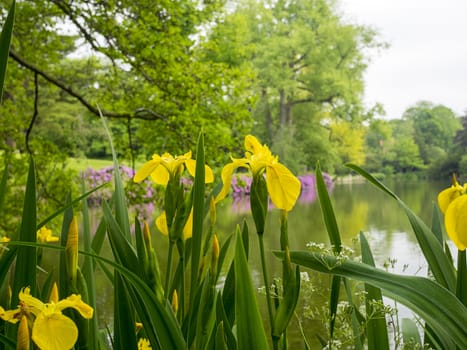 Reeds in flower