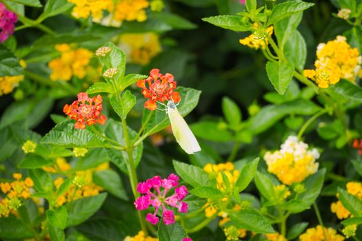 butterfly on flower, Blur flower background