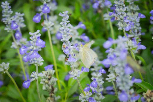 butterfly on flower, Blur flower background