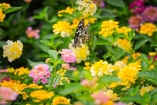 butterfly on flower, Blur flower background