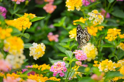 butterfly on flower, Blur flower background