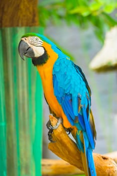 A colorful parrot on branch at zoo, animal backgrounds