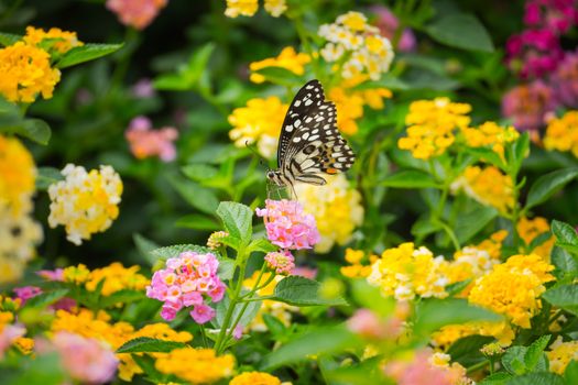 butterfly on flower, Blur flower background