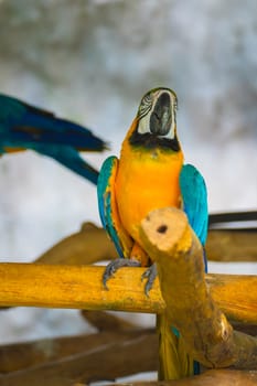 A colorful parrot on branch at zoo, animal backgrounds
