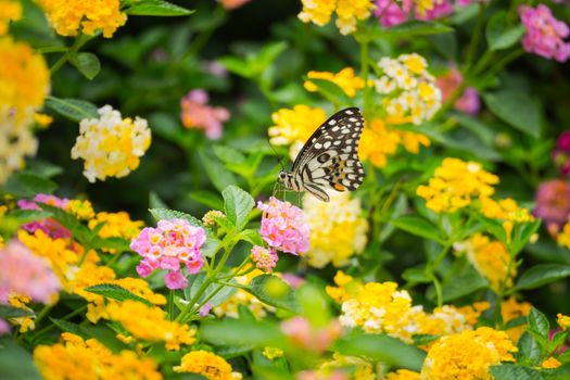 butterfly on flower, Blur flower background