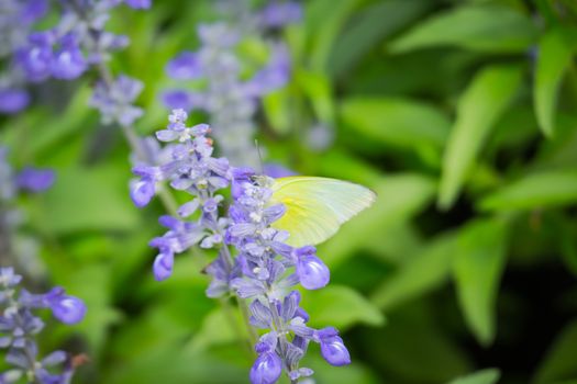 butterfly on flower, Blur flower background