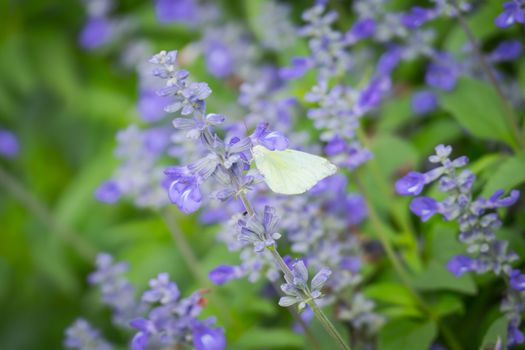 butterfly on flower, Blur flower background