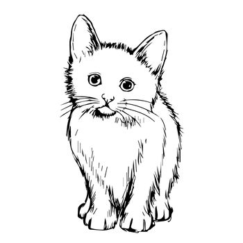 freehand sketch illustration of cat, kitten doodle hand drawn