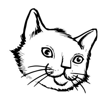 freehand sketch illustration of cat, kitten doodle hand drawn