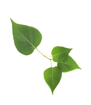 Beautiful branch with green leaves isolated on white background. Clipping path is included