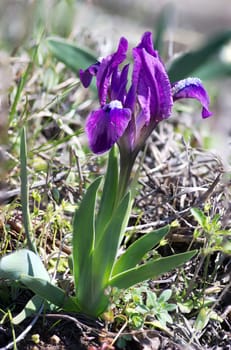 Close-up of violet wild iris