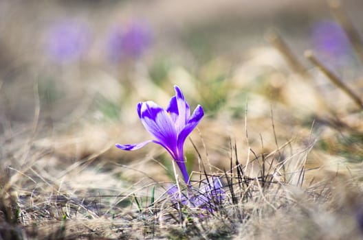 Spring crocus flowers on green natural background. Selective focus