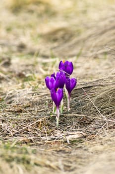 Spring crocus flowers on green natural background. Selective focus