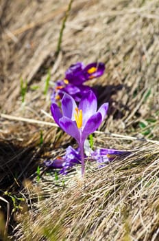 Spring crocus flowers on green natural background. Selective focus