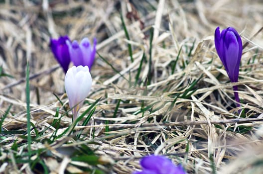 Spring crocus flowers on green natural background. Selective focus