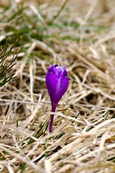 Spring crocus flowers on green natural background. Selective focus