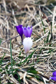 Spring crocus flowers on green natural background. Selective focus