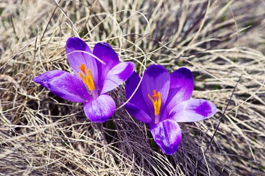 Spring crocus flowers on green natural background. Selective focus